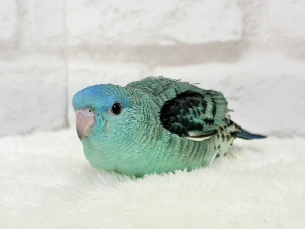 【最新画像更新🪄】可愛いお顔のヒナちゃん通ります🐣💎💖サザナミインコ(ターコイズ) ヒナ サザナミインコ