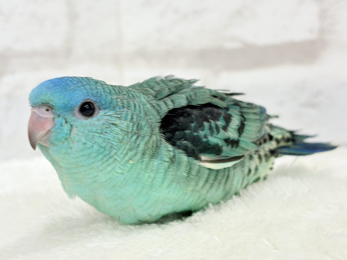 サザナミインコ