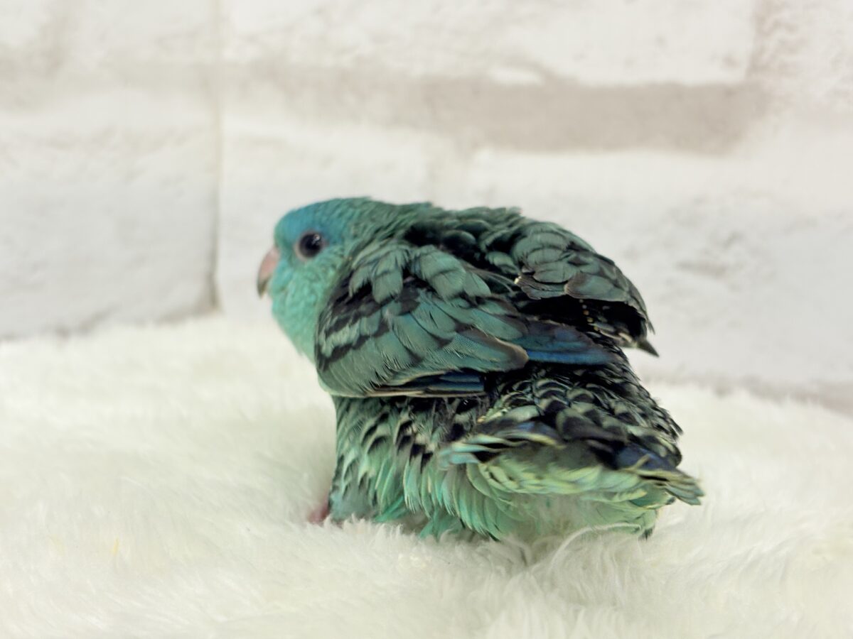 サザナミインコ