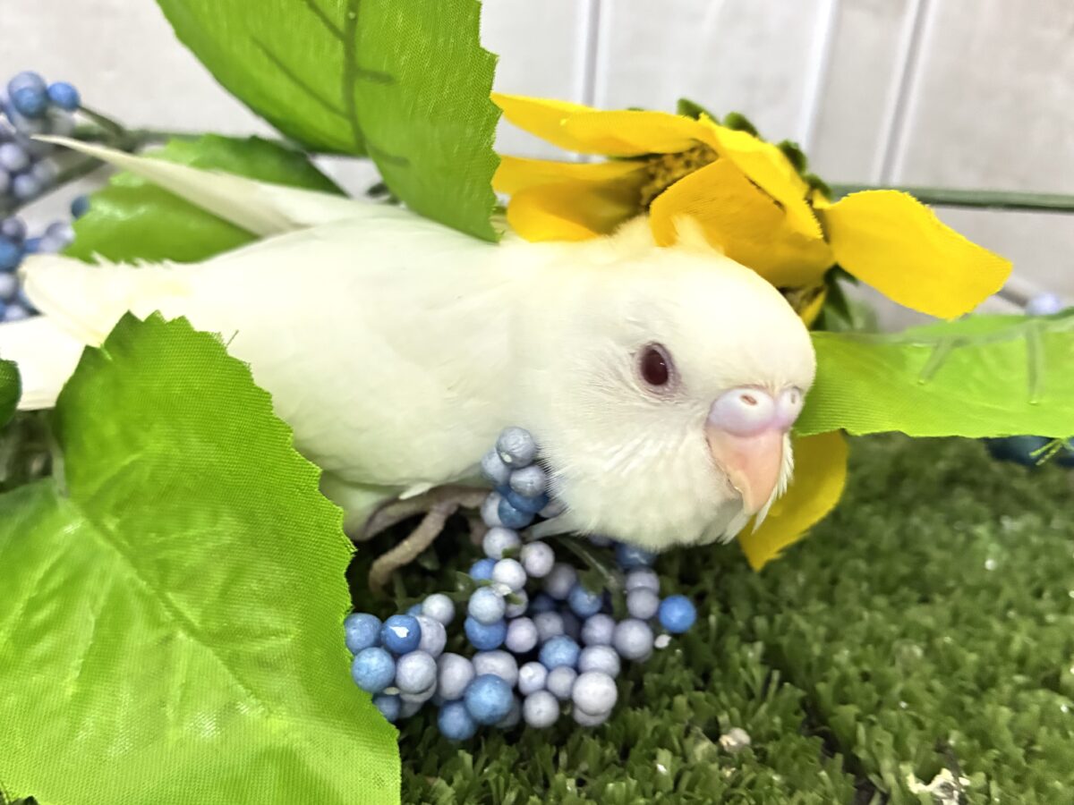 メロミル〜🍼💕こりゃ愛すしかない!🍨*. ゚セキセイインコ(アルビノ/2026年7月生まれ) セキセイインコ