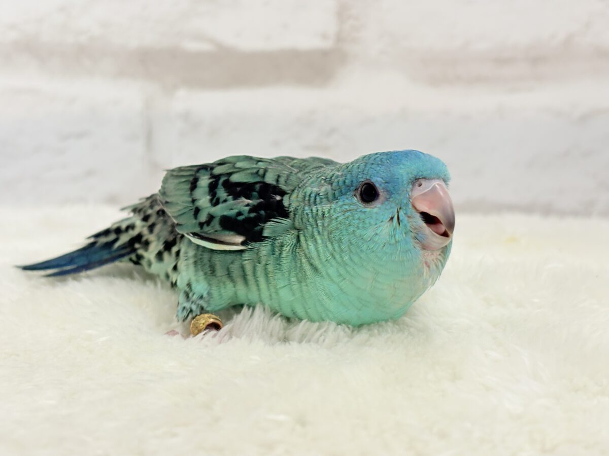 【最新画像更新🪄】可愛いお顔のヒナちゃん通ります🐣💎💖サザナミインコ(ターコイズ) ヒナ サザナミインコ