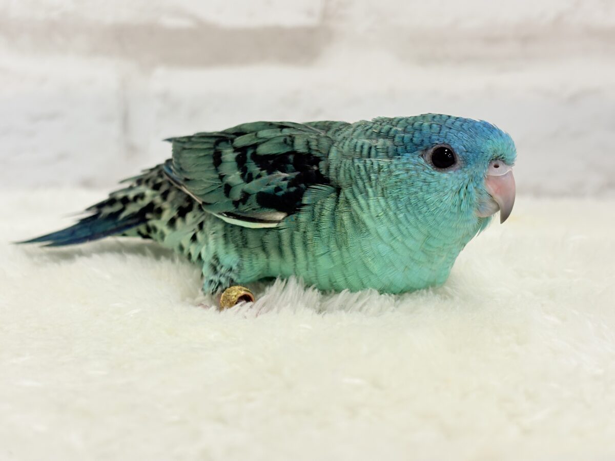 【最新画像更新🪄】可愛いお顔のヒナちゃん通ります🐣💎💖サザナミインコ(ターコイズ) ヒナ サザナミインコ