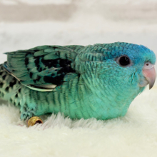 【最新画像更新🪄】可愛いお顔のヒナちゃん通ります🐣💎💖サザナミインコ(ターコイズ) ヒナ