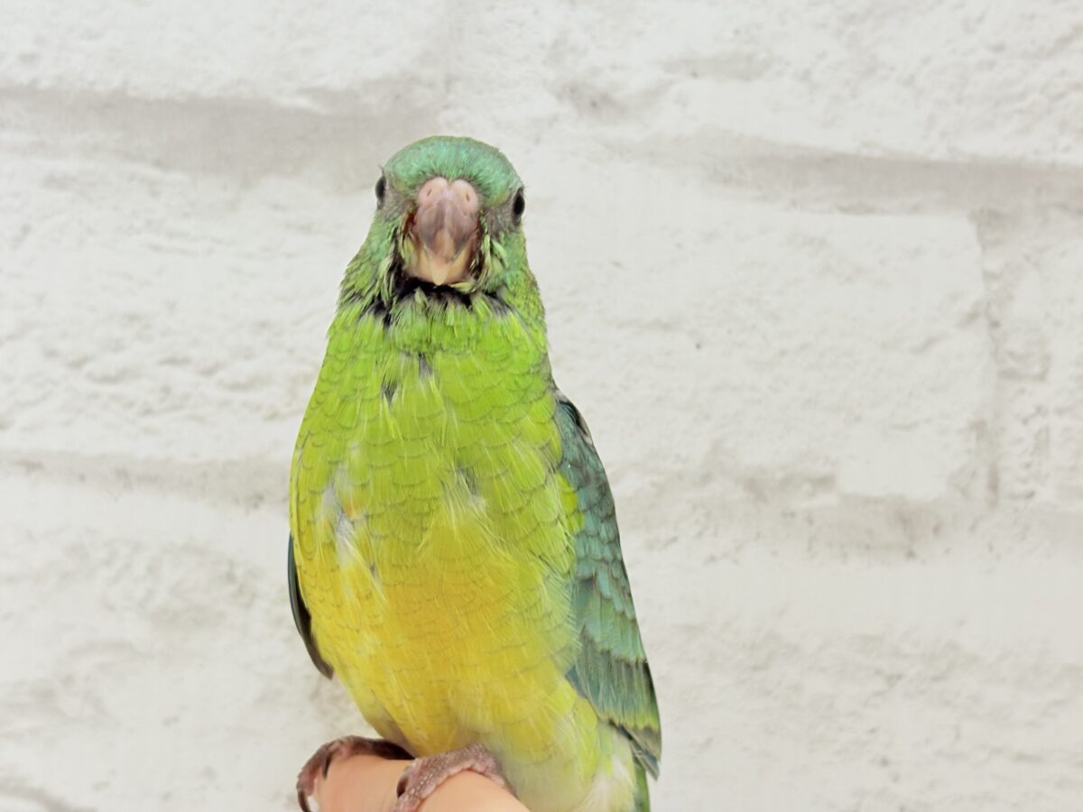 【最新画像更新🪄】美しの声を響かせて〜🐣♬*°ビセイインコ(オパーリン) ヒナ ビセイインコ(美声インコ)