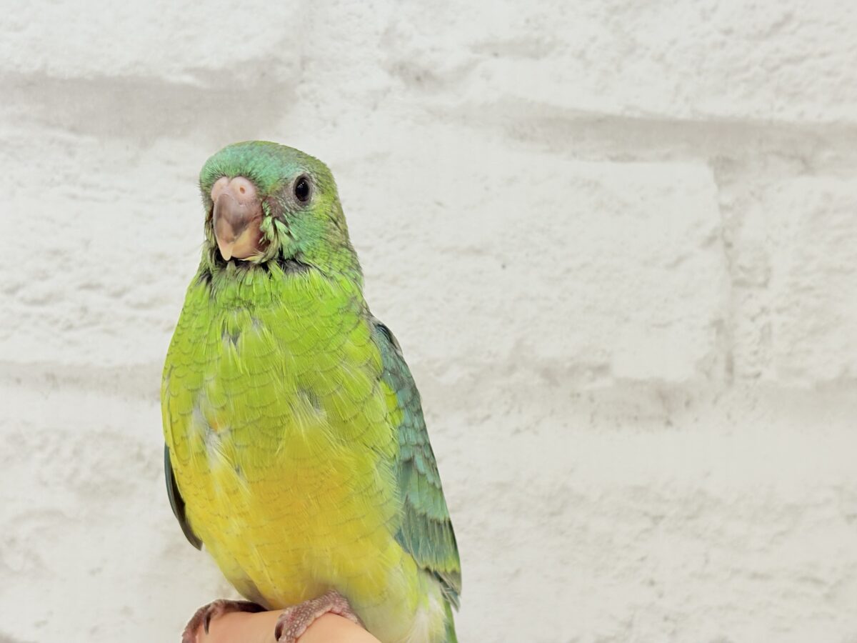 ビセイインコ（美声インコ）