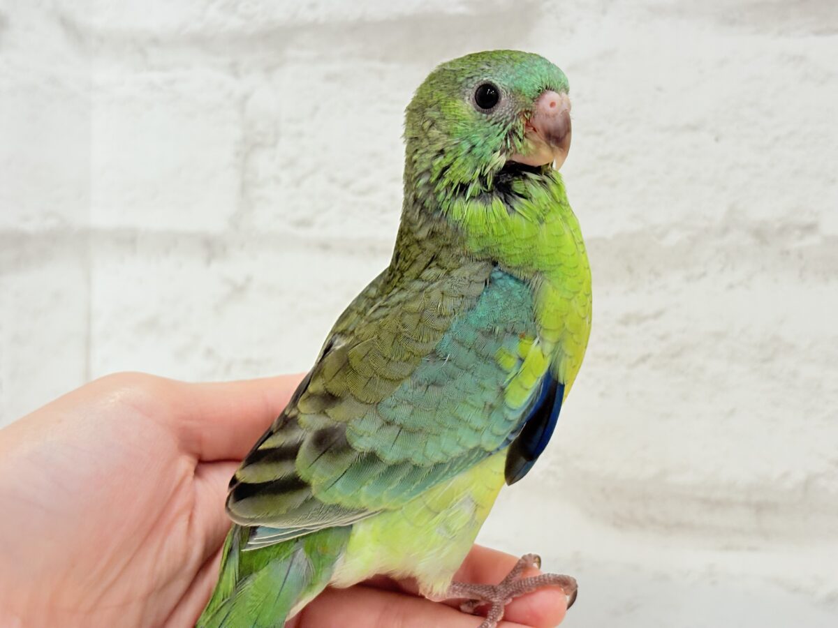 【最新画像更新🪄】美しの声を響かせて〜🐣♬*°ビセイインコ(オパーリン) ヒナ ビセイインコ(美声インコ)