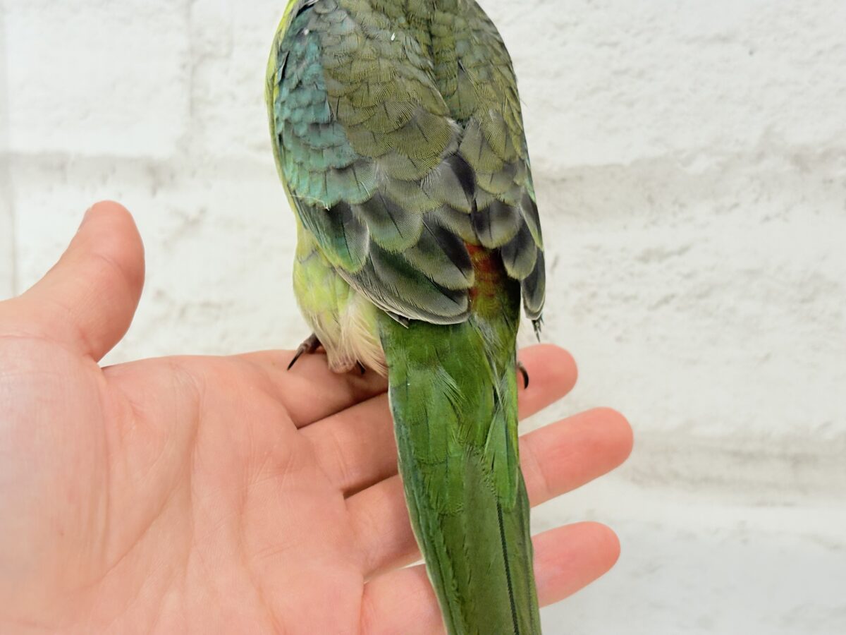 【最新画像更新🪄】美しの声を響かせて〜🐣♬*°ビセイインコ(オパーリン) ヒナ ビセイインコ(美声インコ)