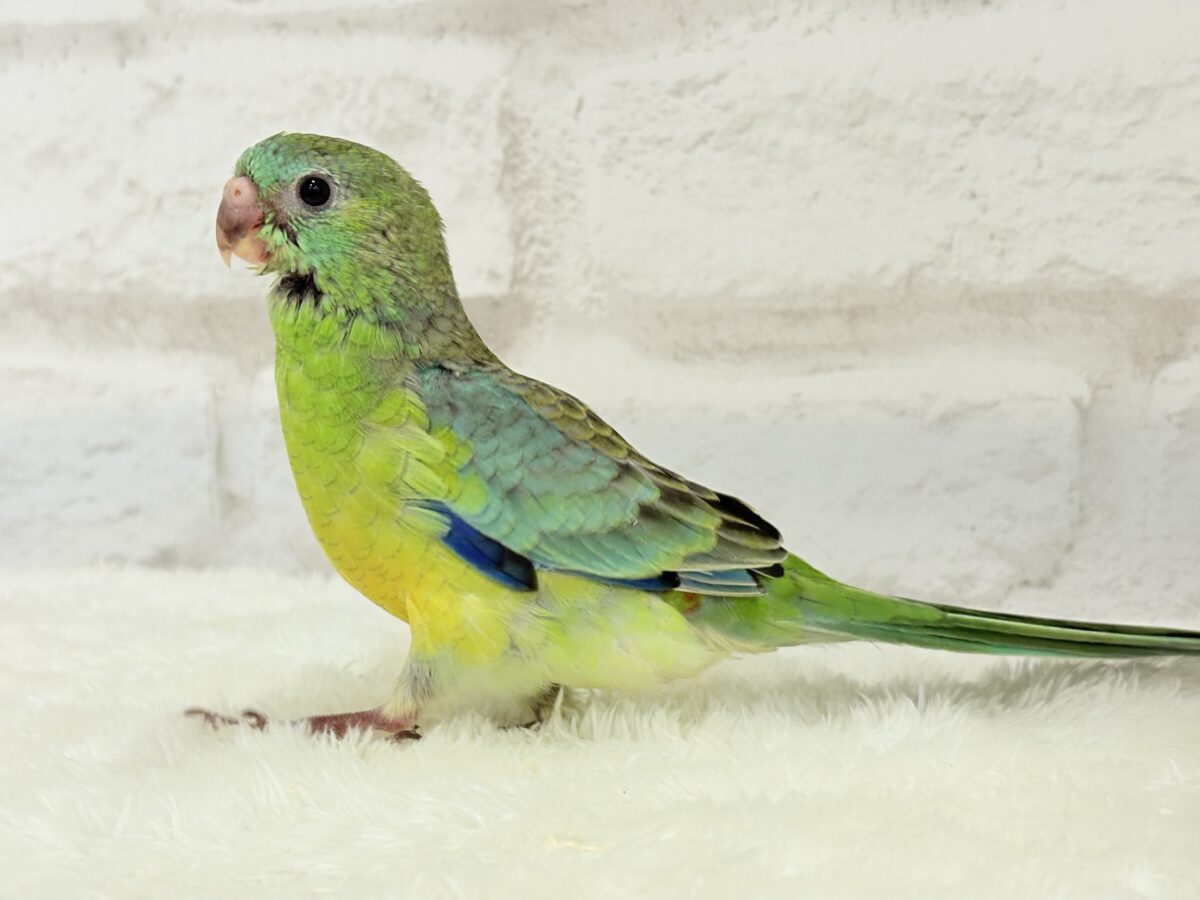 ビセイインコ（美声インコ）