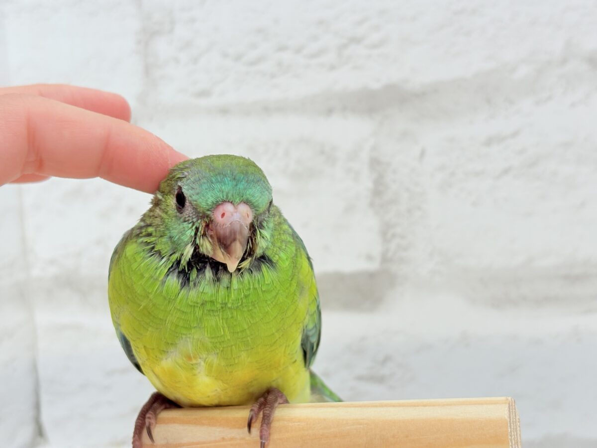【最新画像更新🪄】美しの声を響かせて〜🐣♬*°ビセイインコ(オパーリン) ヒナ ビセイインコ(美声インコ)