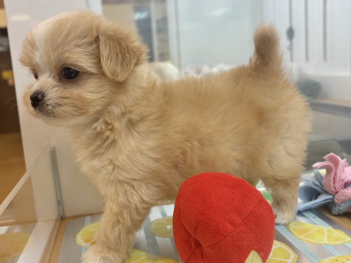 みんなが2度見しちゃう!?チワマルちゃん! チワマル(マルチワ)