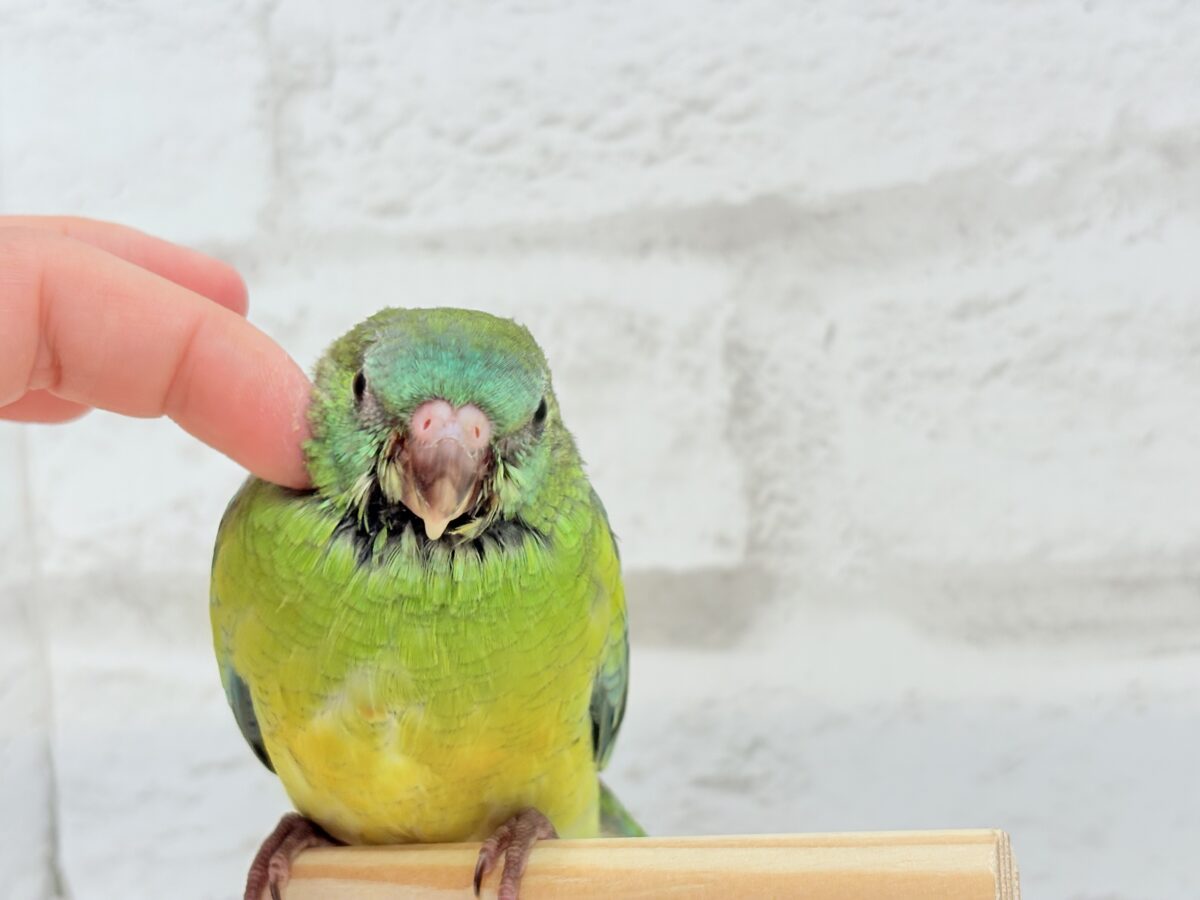 ビセイインコ（美声インコ）