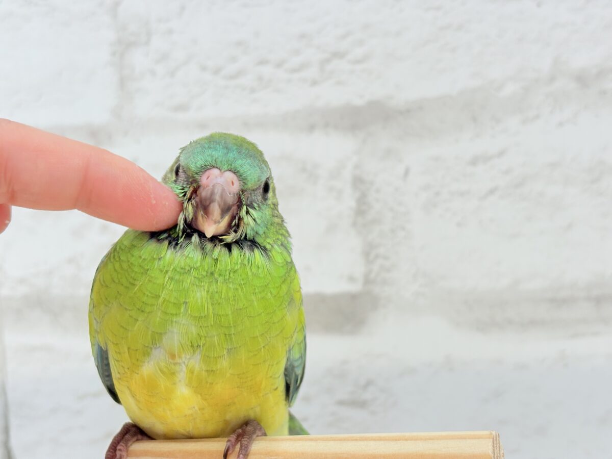 ビセイインコ（美声インコ）