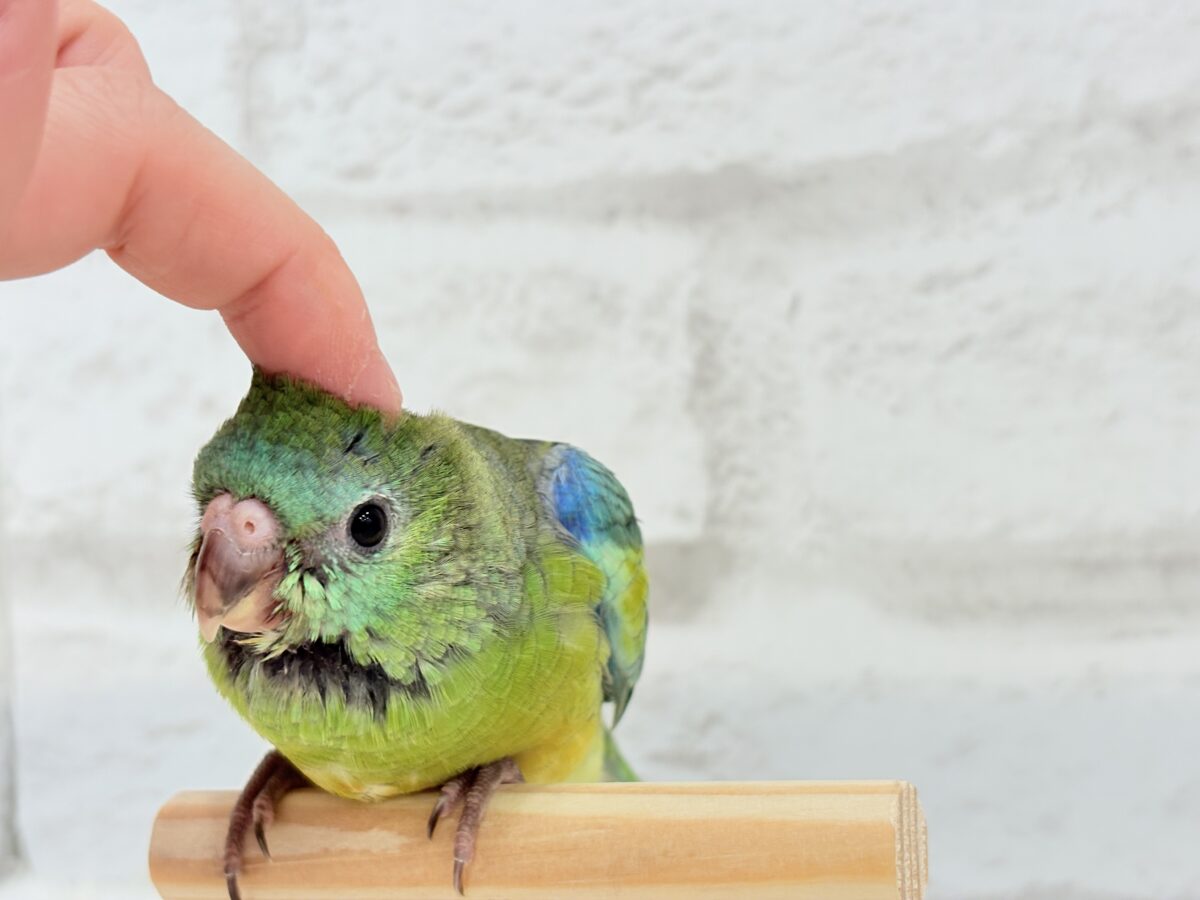 ビセイインコ（美声インコ）