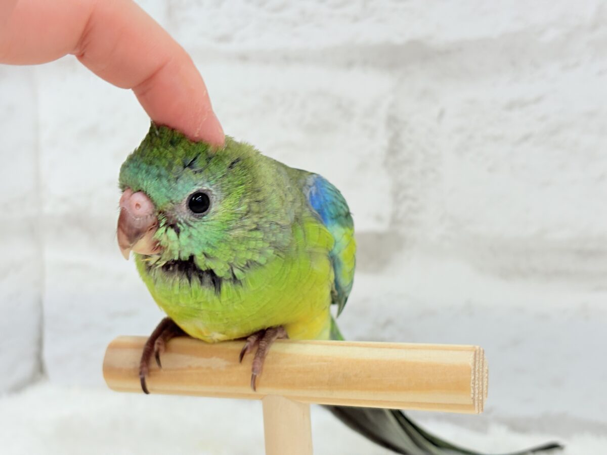 ビセイインコ（美声インコ）