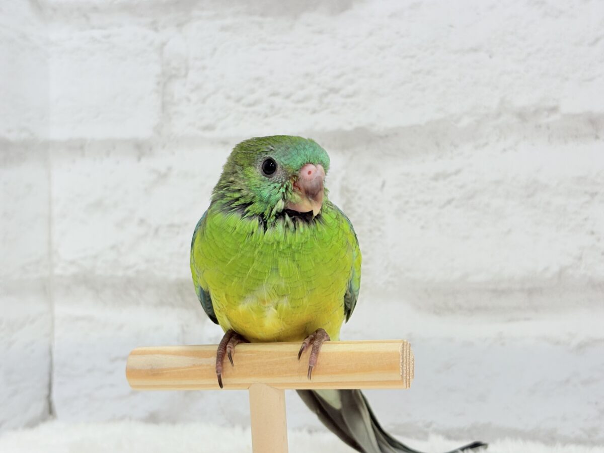 【最新画像更新🪄】美しの声を響かせて〜🐣♬*°ビセイインコ(オパーリン) ヒナ ビセイインコ(美声インコ)