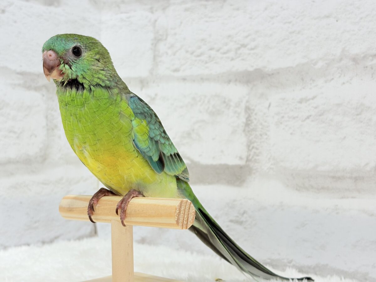 【最新画像更新🪄】美しの声を響かせて〜🐣♬*°ビセイインコ(オパーリン) ヒナ ビセイインコ(美声インコ)