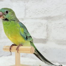 【最新画像更新🪄】美しの声を響かせて〜🐣♬*°ビセイインコ(オパーリン) ヒナ