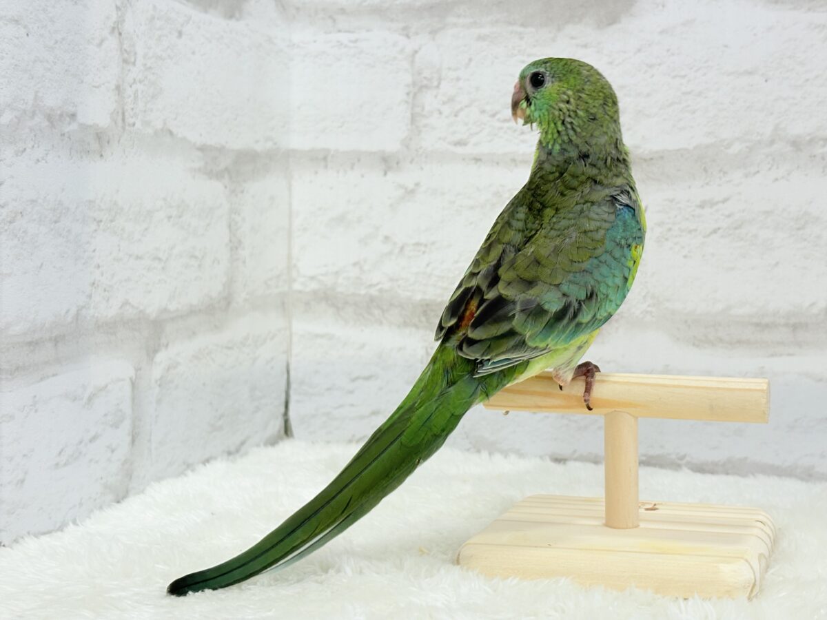 ビセイインコ（美声インコ）