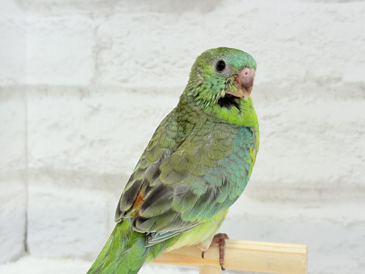 ビセイインコ（美声インコ）