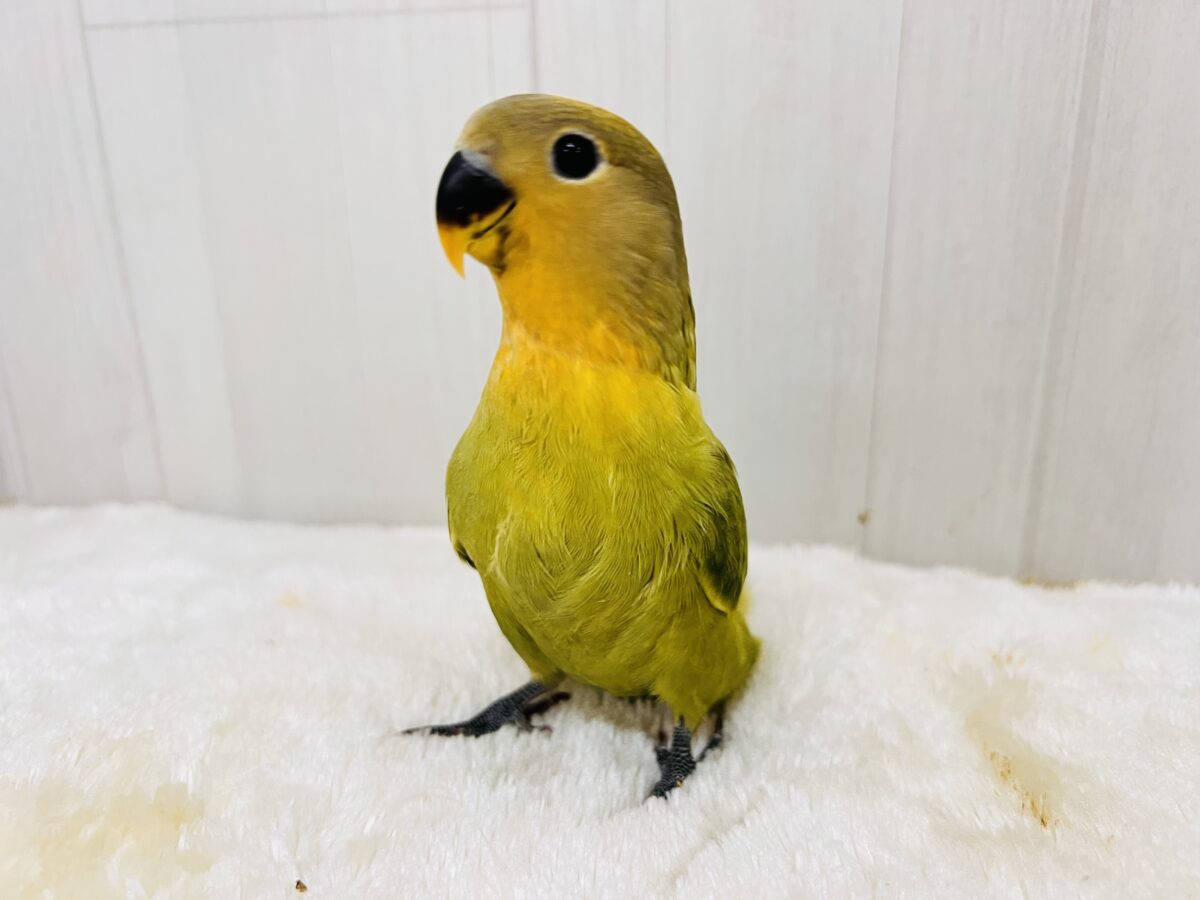 わたわたミカン🍊♡小桜インコのオレンジフェイスオパーリン 入舎しました💖 コザクラインコ(小桜インコ)