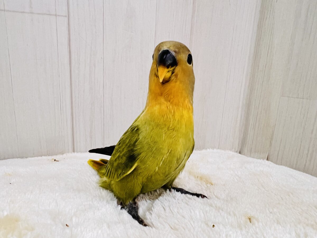 コザクラインコ（小桜インコ）