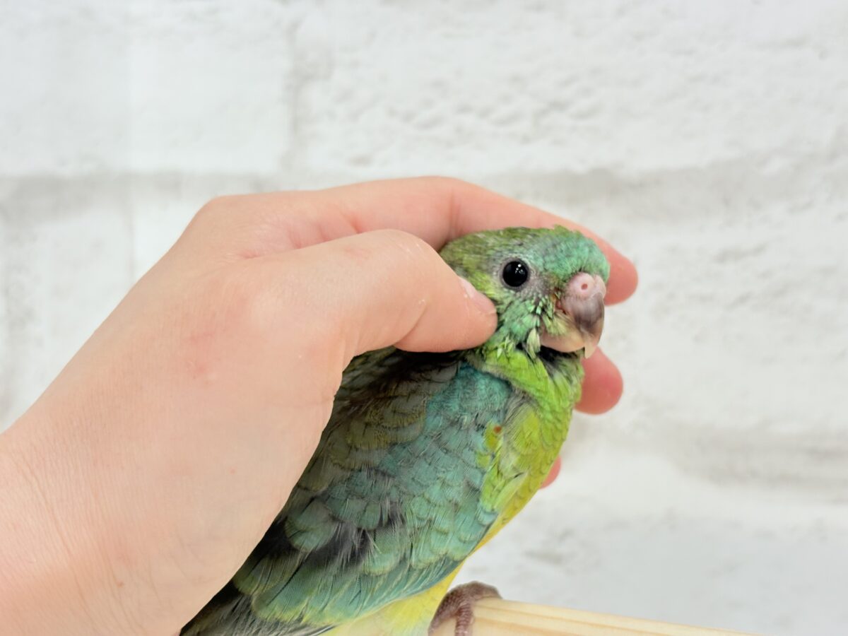 ビセイインコ（美声インコ）