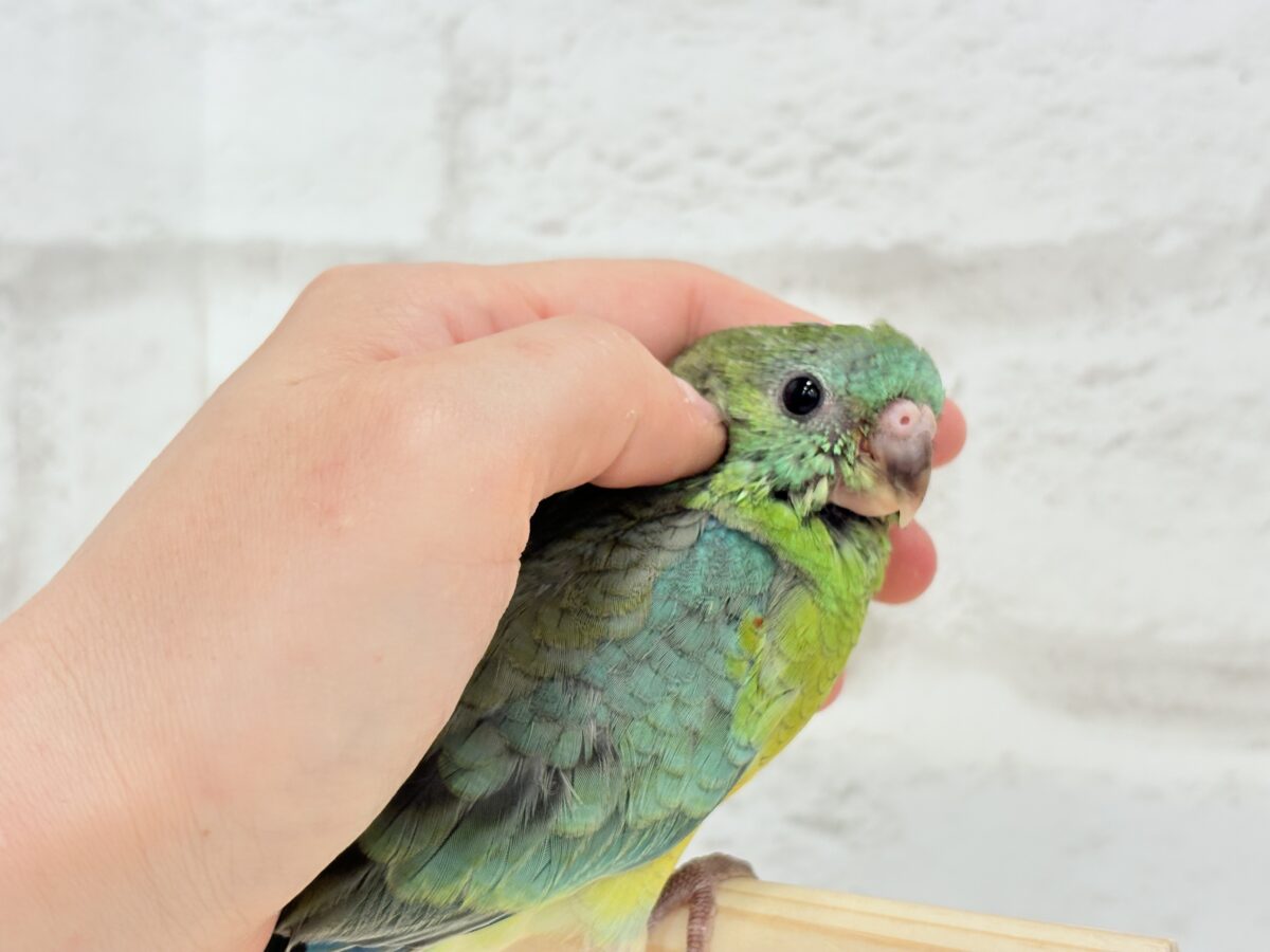 ビセイインコ（美声インコ）