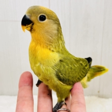 わたわたミカン🍊♡小桜インコのオレンジフェイスオパーリン 入舎しました💖