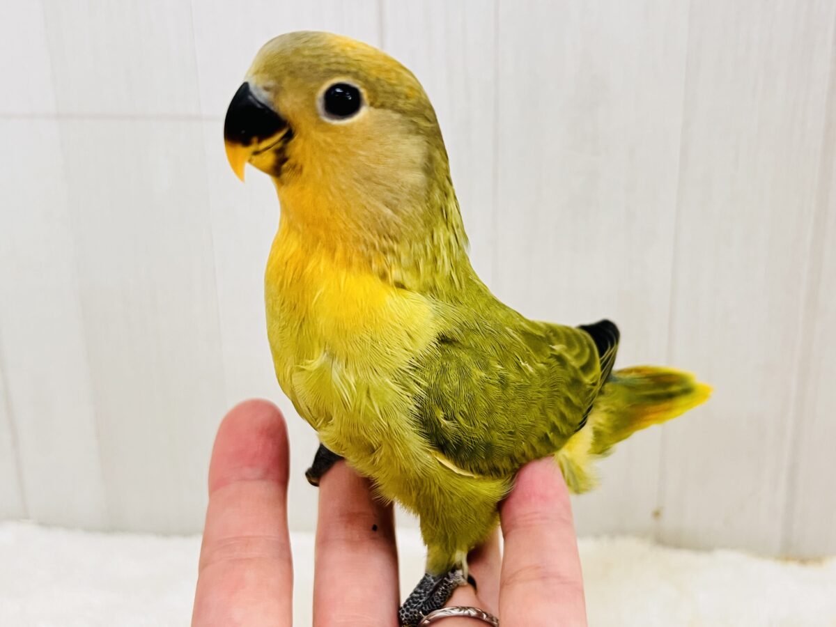わたわたミカン🍊♡小桜インコのオレンジフェイスオパーリン 入舎しました💖