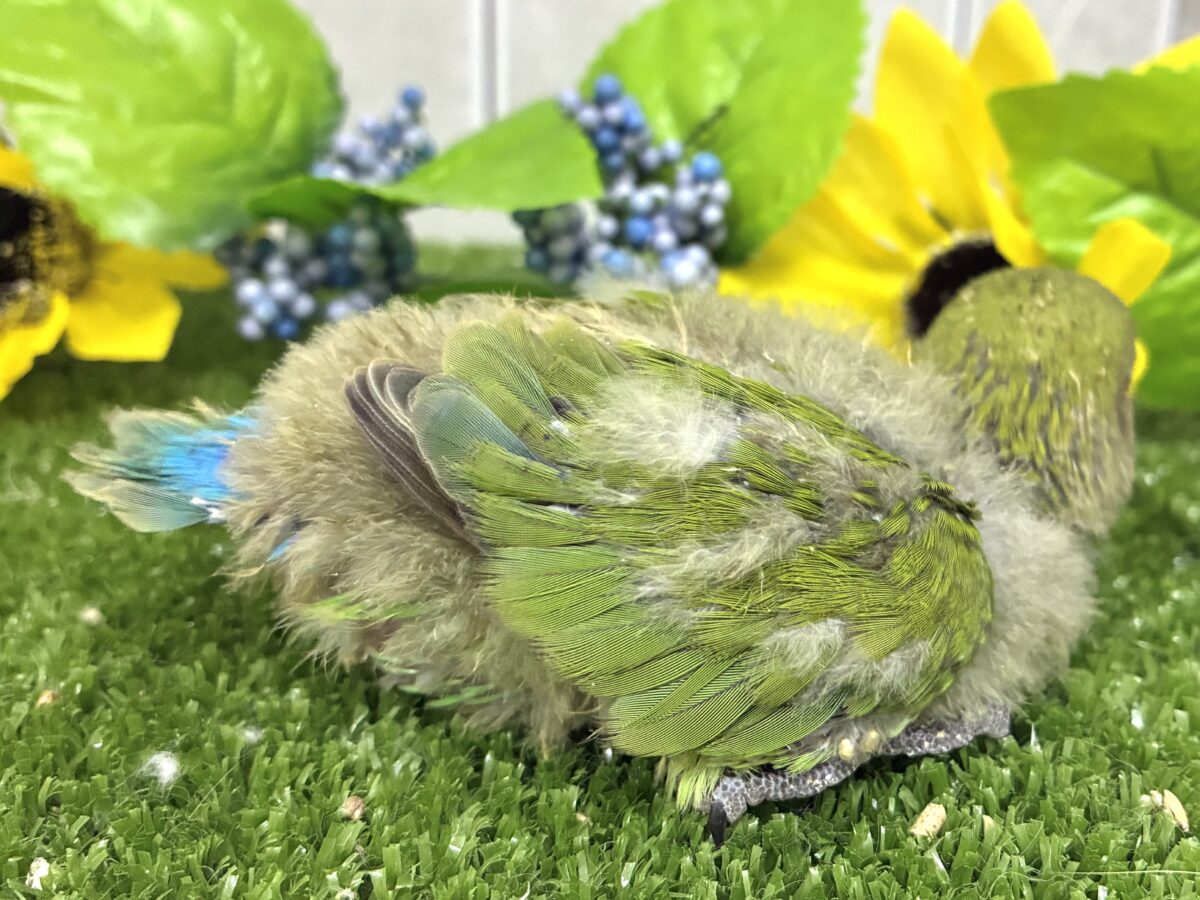 ✨最新画像✨和〜い✩.*˚溶けない抹茶氷🧊コザクラインコ(ノーマル/2026年7月生まれ) コザクラインコ(小桜インコ)