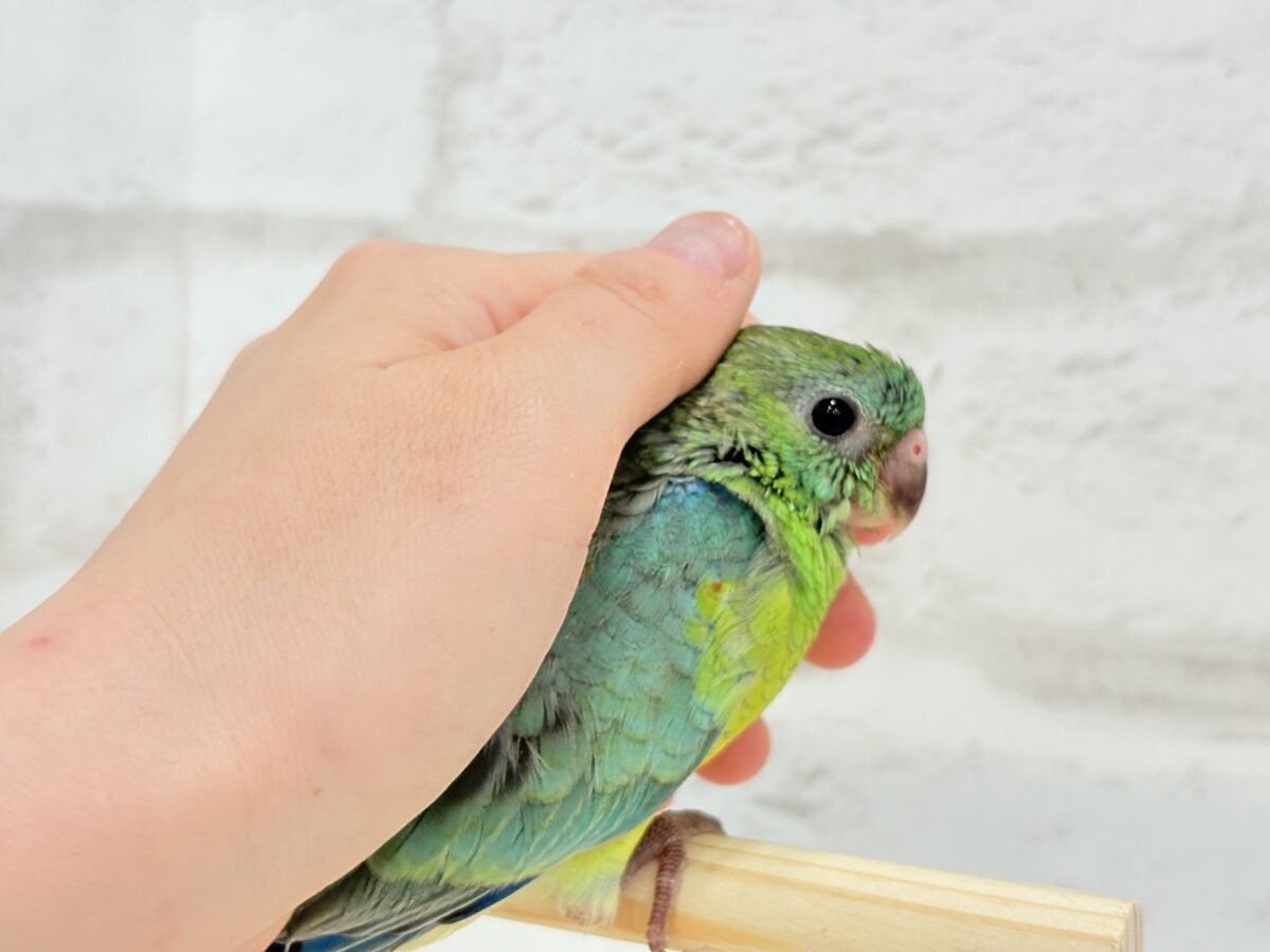 【最新画像更新🪄】美しの声を響かせて〜🐣♬*°ビセイインコ(オパーリン) ヒナ ビセイインコ(美声インコ)