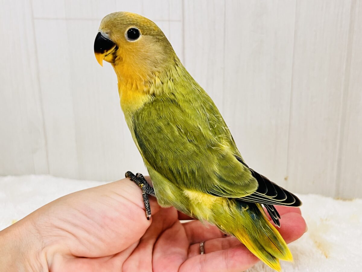 コザクラインコ（小桜インコ）