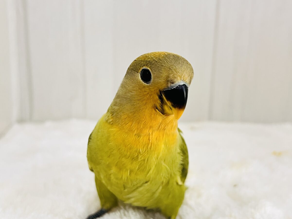 コザクラインコ（小桜インコ）