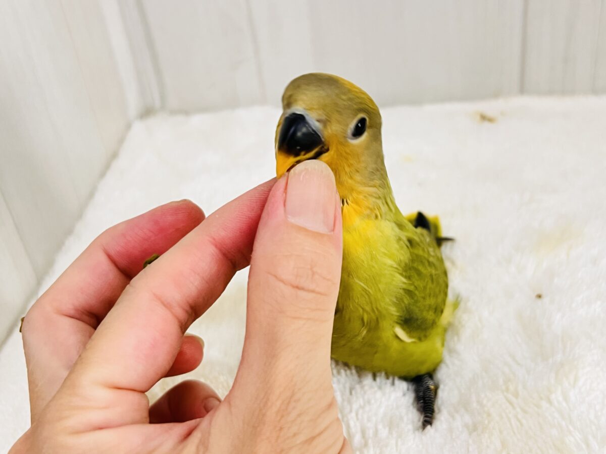 コザクラインコ（小桜インコ）