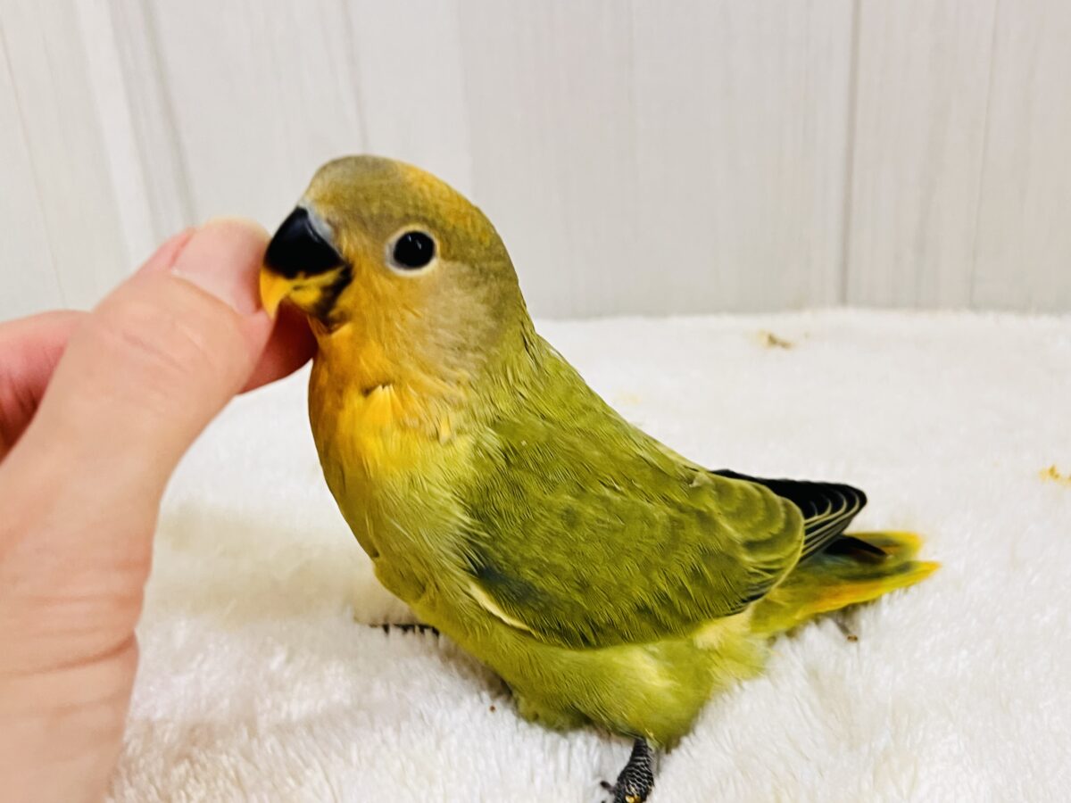 コザクラインコ（小桜インコ）