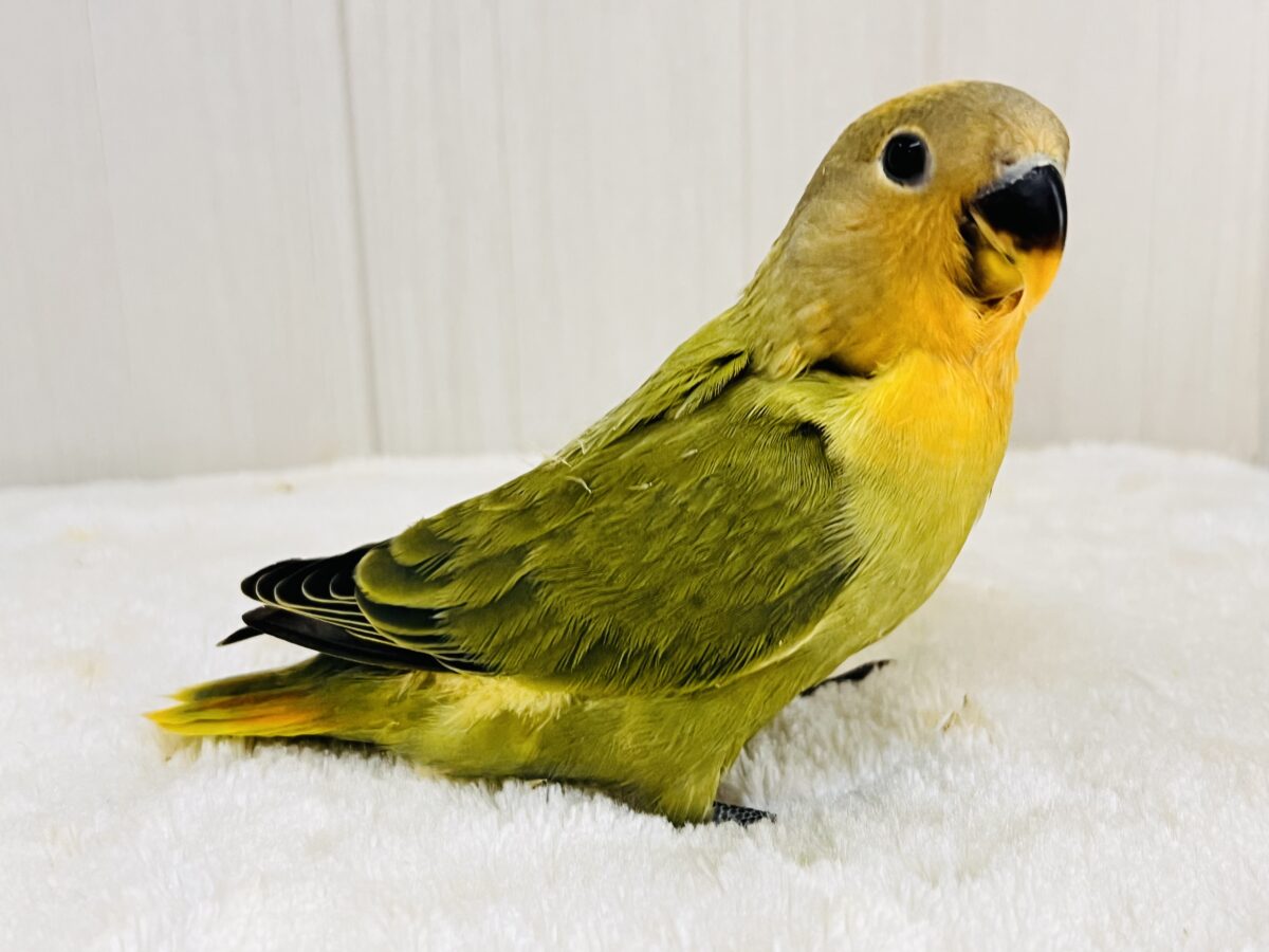 わたわたミカン🍊♡小桜インコのオレンジフェイスオパーリン 入舎しました💖 コザクラインコ(小桜インコ)