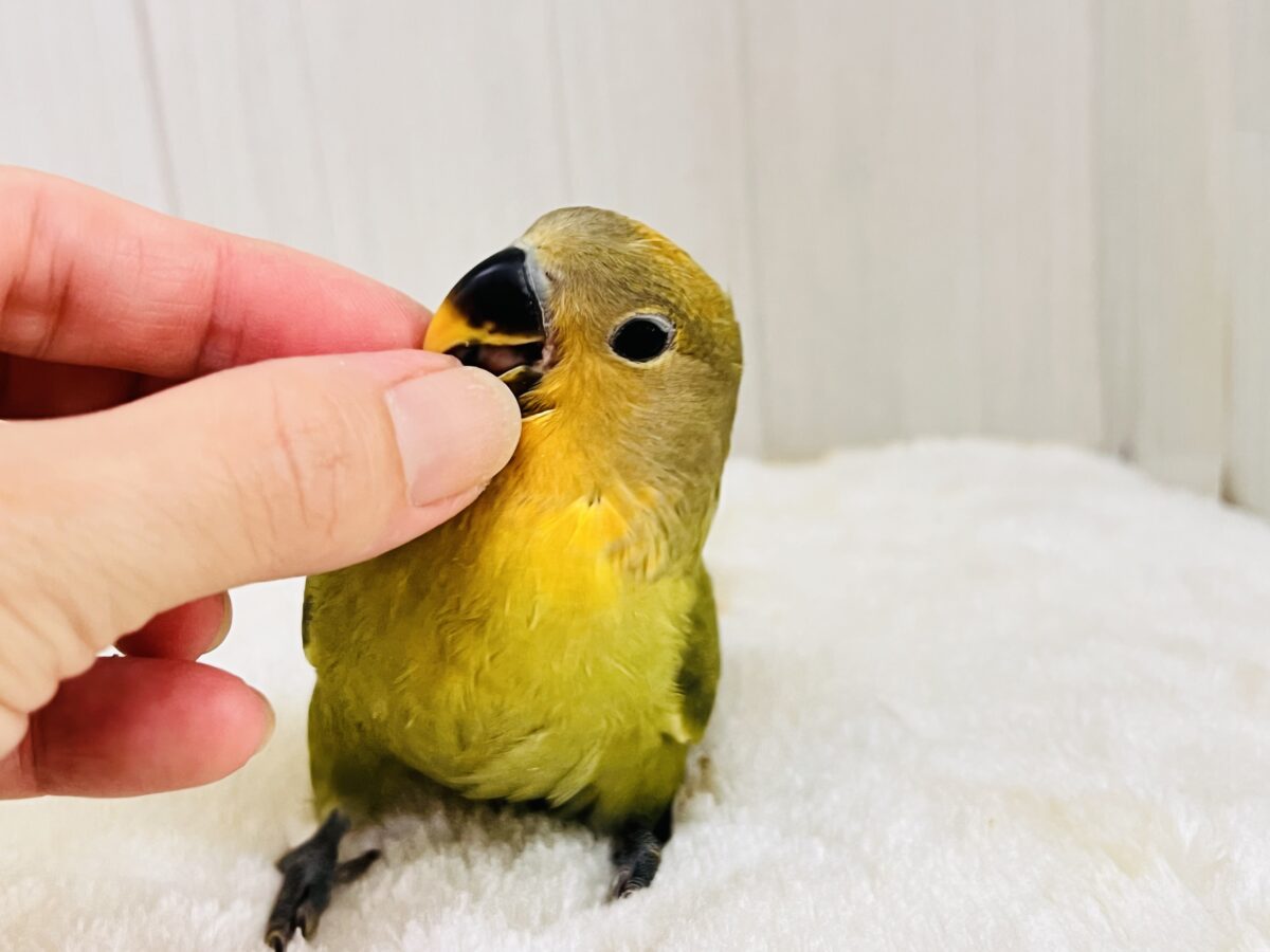 わたわたミカン🍊♡小桜インコのオレンジフェイスオパーリン 入舎しました💖 コザクラインコ(小桜インコ)