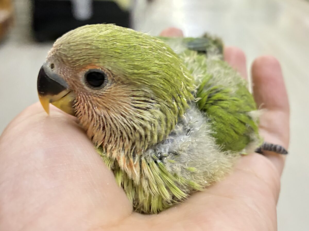 ✨最新画像✨和〜い✩.*˚溶けない抹茶氷🧊コザクラインコ(ノーマル/2026年7月生まれ) コザクラインコ(小桜インコ)