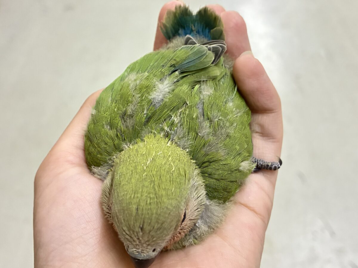 ✨最新画像✨和〜い✩.*˚溶けない抹茶氷🧊コザクラインコ(ノーマル/2026年7月生まれ) コザクラインコ(小桜インコ)
