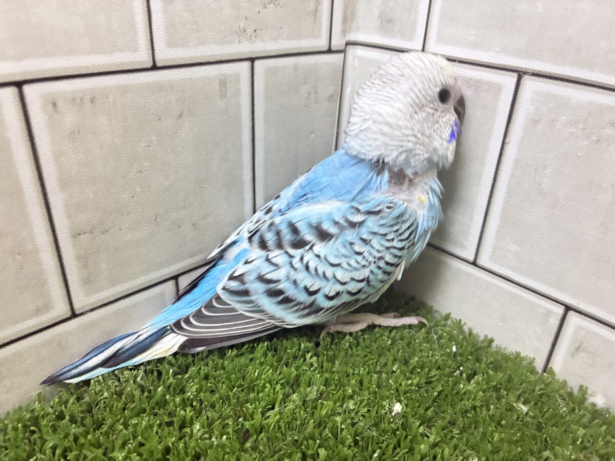 ✨最新画像✨kawaiiを巻き起こす‼️スイスイ団扇🪭💧セキセイインコ(水色オパーリン/2026年7月生まれ) セキセイインコ