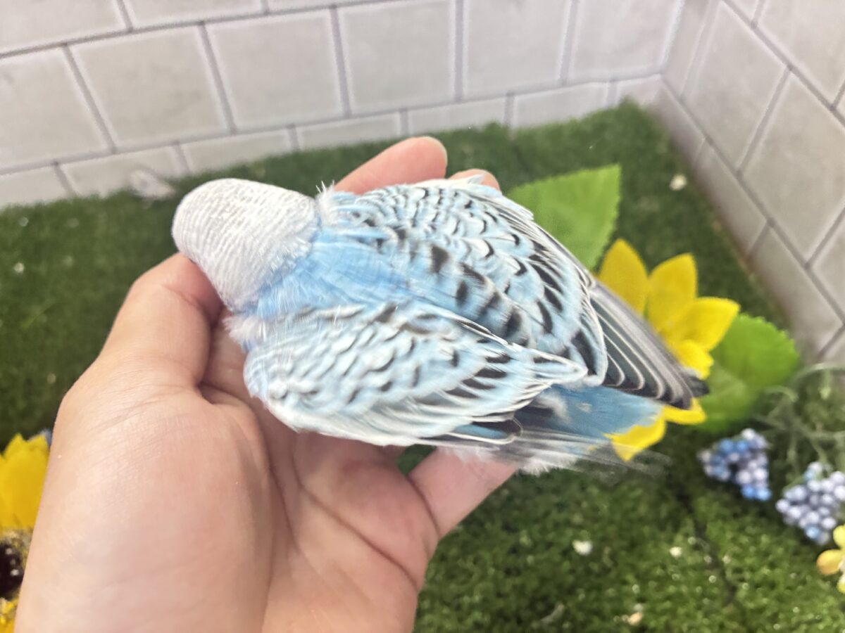 ✨最新画像✨kawaiiを巻き起こす‼️スイスイ団扇🪭💧セキセイインコ(水色オパーリン/2026年7月生まれ) セキセイインコ