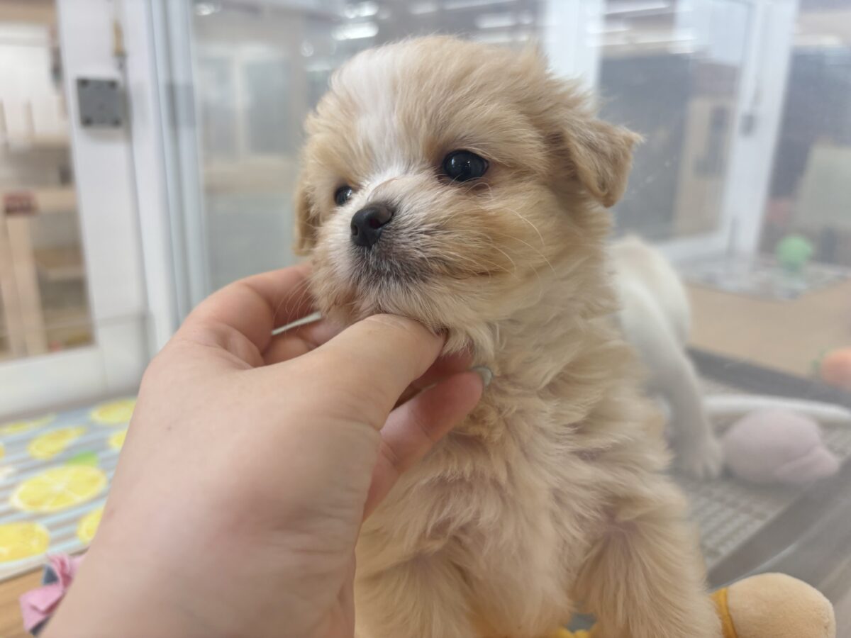 みんなが2度見しちゃう!?チワマルちゃん! チワマル(マルチワ)