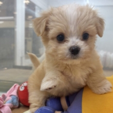 みんなが2度見しちゃう！？チワマルちゃん！