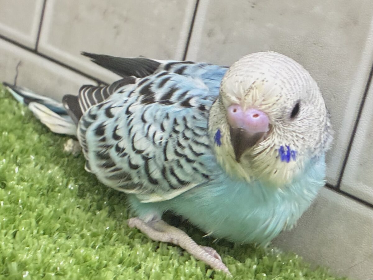 セキセイインコ