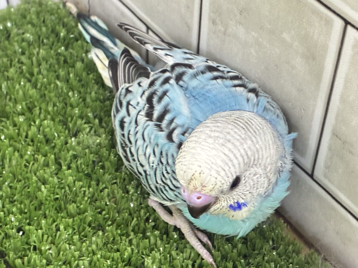 ✨最新画像✨kawaiiを巻き起こす‼️スイスイ団扇🪭💧セキセイインコ(水色オパーリン/2026年7月生まれ) セキセイインコ
