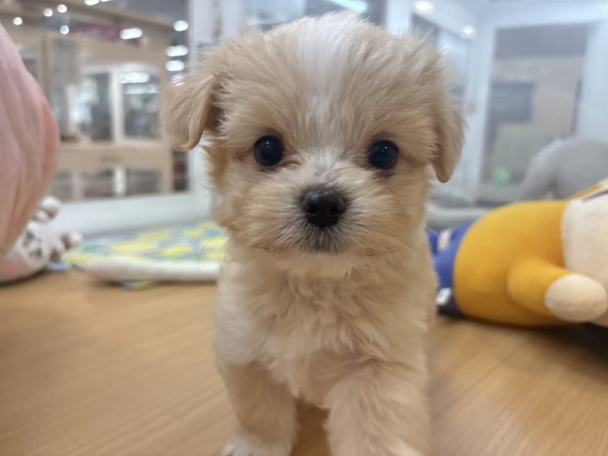 みんなが2度見しちゃう!?チワマルちゃん! チワマル(マルチワ)