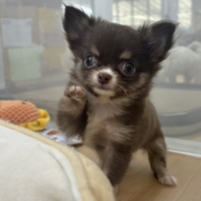 ちっこ〜〜〜いかわい子ちゃん♥チワワちゃん！
