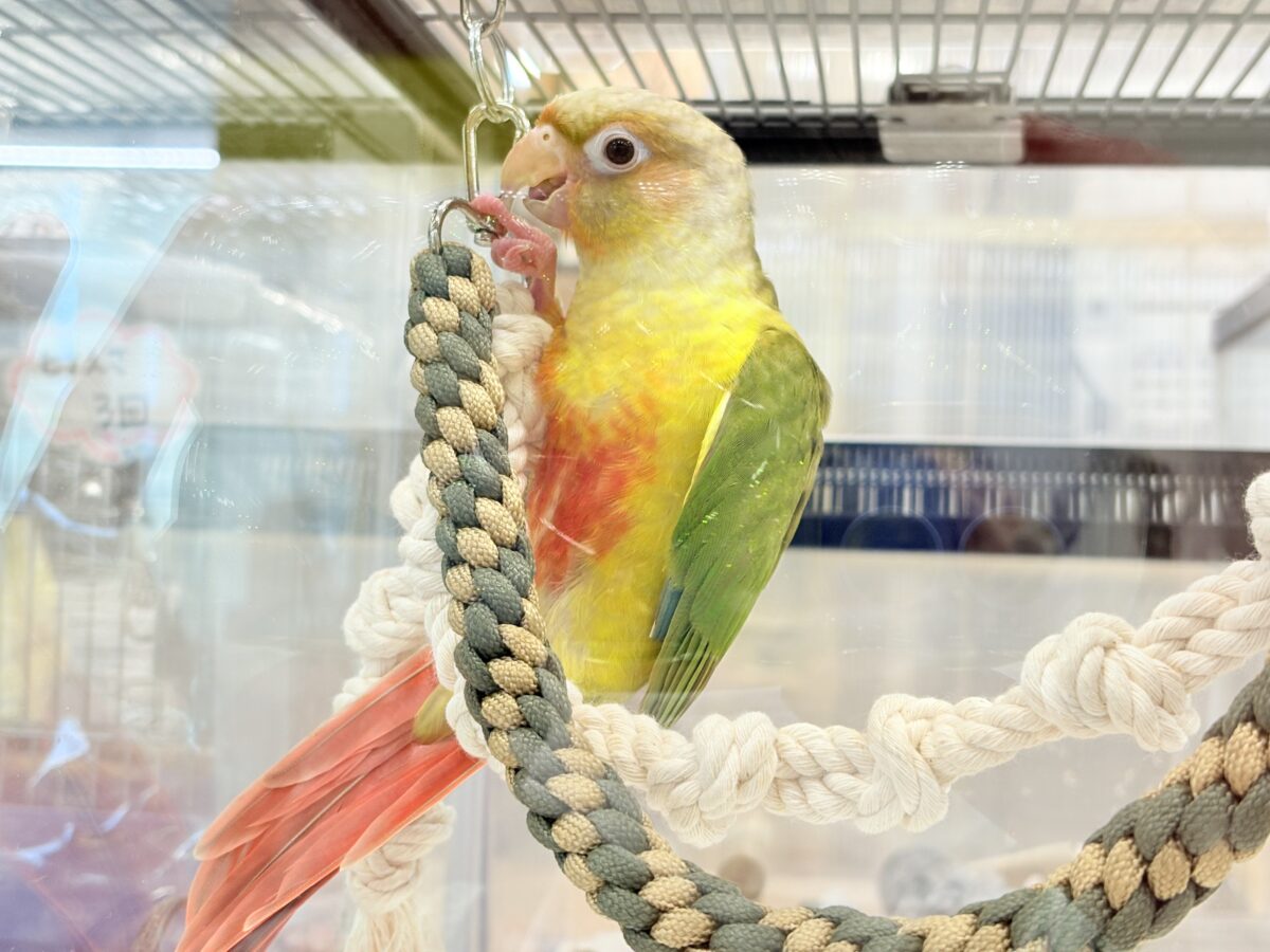 【最新画像・動画更新🪄】常夏⛱もこもこパインちゃん🐣🍍💖ウロコインコ(パイナップル) ヒナ ホオミドリウロコインコ