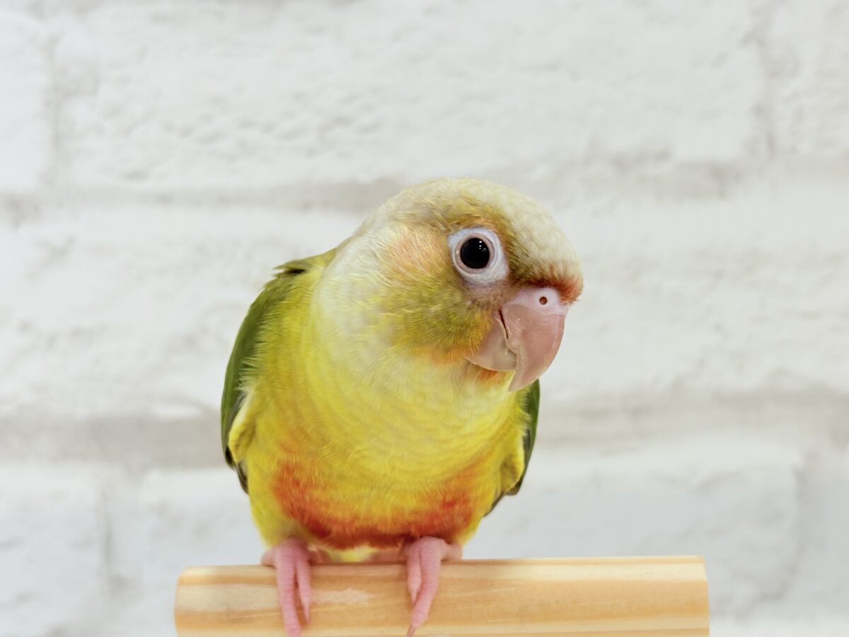 【最新画像・動画更新🪄】常夏⛱もこもこパインちゃん🐣🍍💖ウロコインコ(パイナップル) ヒナ ホオミドリウロコインコ