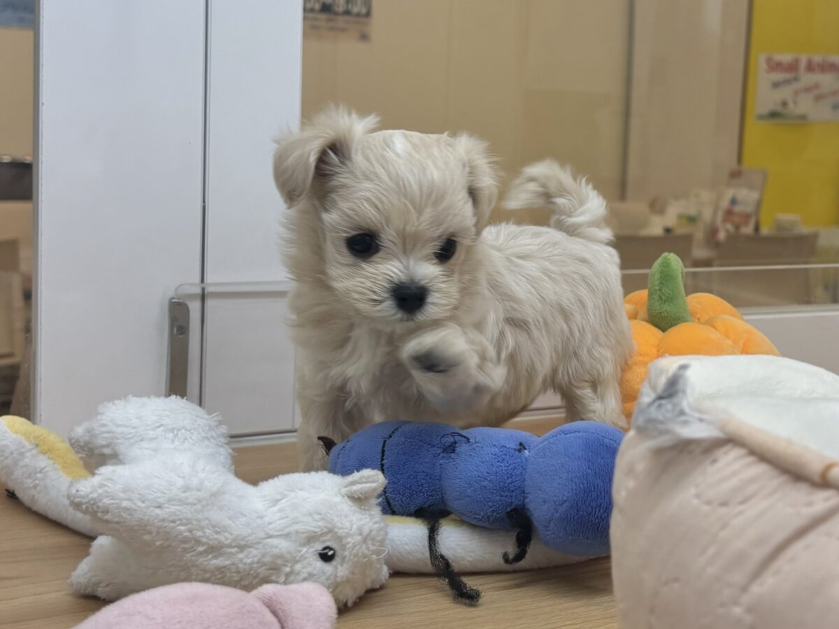 アイドル候補生でしゅ🎶マルプーちゃん! マルプー
